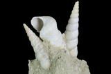 Fossil Gastropod (Haustator) Cluster - Damery, France #86579-1